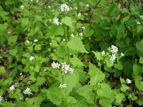 Alliaria petiolata (Garlic Mustard, Garlicwort, Hedge Garlic, Jack-in-the-Bush, Mustard Root, Poor Man's Mustard, Sauce-Alone) | North Carolina Extension Gardener Plant Toolbox Garlic Mustard, Eating Fresh, Invasive Plants, Chinchillas, Camp Cooking, Ecosystem, Hedges, Pesto, North Carolina