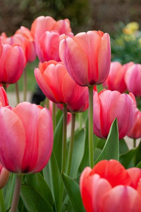 Apricot Tulips, Tulip Bulbs, Annual Flowers, Home Landscaping, Floral Border, Apricot, Green Thumb, Vines, Tulips