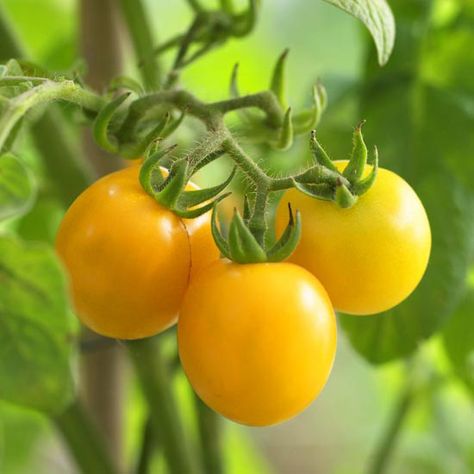 tomato Galinas Best Tasting Tomatoes, Yellow Fruits, Tomato Potato, Tomato Varieties, How To Grow Tomatoes, Tomato Seedlings, Grow Tomatoes, Yellow Fruit, Heirloom Vegetables