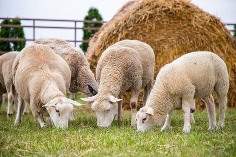 Sheep on the grass with lambs .Various varieties and ages. For meat #Sponsored , #Paid, #ad, #grass, #ages, #meat, #lambs Flyer Ideas, Holiday Flyer, The Grass, Flocking, Animals Beautiful, Goats, Sheep, Stock Images, Meat