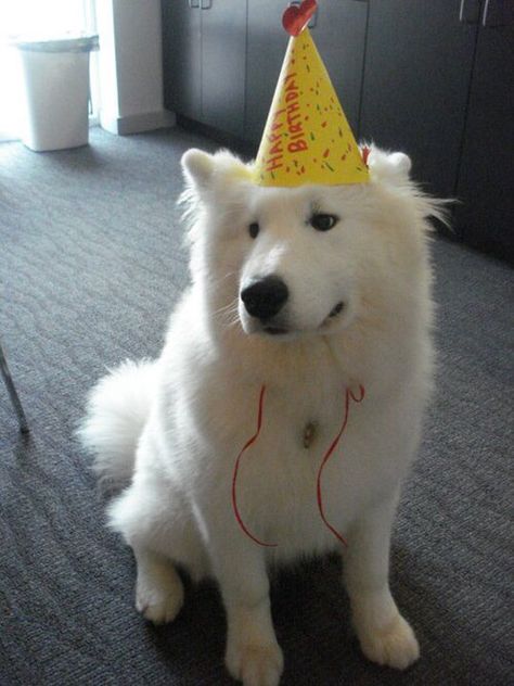 White dog wearing birthday hat Dog With Party Hat, Dog Birthday Hat, White Husky, Birthday Hats, White Dog, Dog Wear, Birthday Hat, White Dogs, Dog Birthday