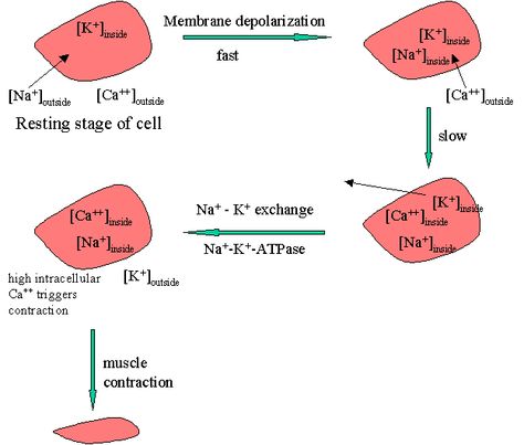 Cardiac Glycosides- Good diagram of Na, Ca, and K visually in heart during contraction and reloading Cardiac Glycosides Pharmacology, Student Tips, Nursing Student Tips, Nursing Student, Nurse Practitioner, Pharmacology, Nurse Life, Nursing Students, Nursing School