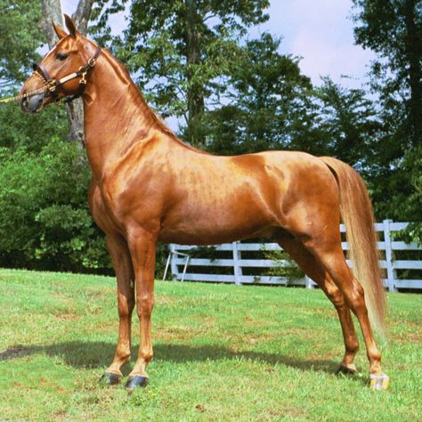 Cai Arabi, American Saddlebred Horses, Horse Images, American Saddlebred, Walking Horse, American Paint, Horse Dressage, Horse Boarding, Prophetic Art