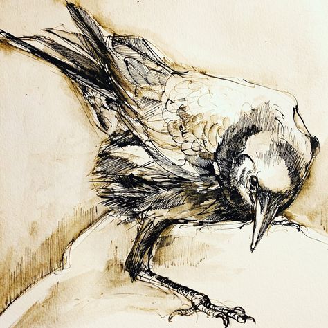 Crows Drawing, Crow Painting, Pen Ink Drawings, Quill Pen, Animal Illustration Art, Creation Art, Raven Art, Bird Artwork, Ink Drawings