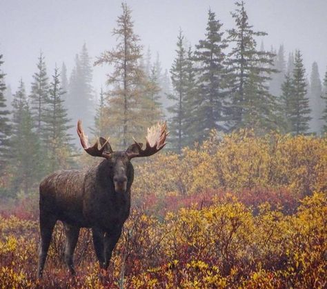 9 wildlife wonders that will make your trip to Churchill 100% worth it | Travel Manitoba Moose Painting, Moose Pictures, Matt Baker, Moose Hunting, Wild Animals Photography, Photo Animaliere, Bull Moose, Whitetail Deer, Wildlife Nature