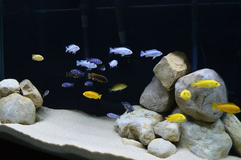 90 Gallon Mbuna Tank Mbuna Cichlids, African Cichlid Tank, Saltwater Aquarium Setup, Cichlid Tank, African Cichlid Aquarium, Goldfish Aquarium, Cichlid Aquarium, Fish Aquarium Decorations, Aquarium Sand