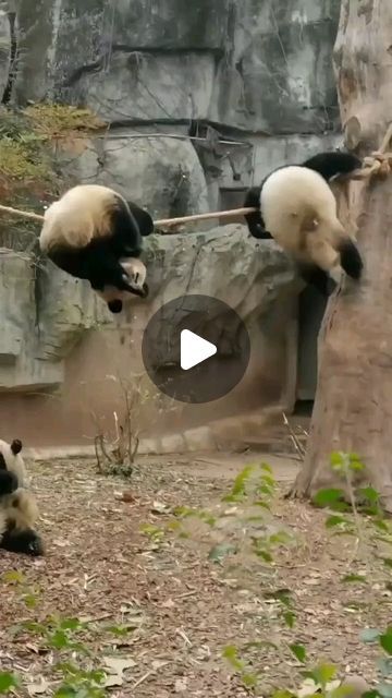 Panda Mart on Instagram: "Panda-monium unleashed: Where black, white, and adorable collide! 🐼✨   #pandapassion #bamboobuddies #pandalove #pandaaventurero #cutenessoverload #pandamagic #pandapalooza #wildlifewonder #pandaparadise #pawsandplay #fluffyfriday #blackandwhiteworld #pandafever #adorablealert #pandafamily #pandapositivity #furryfriends #pandaparty #sustainableliving #pandaplaytime #zenzoo #wildlifewednesday #pandapower #bamboobonanza #pandavibesonly#pandaperfection" How Are Pandas Not Extinct, Funny Pandas Videos, Cute Panda Videos, Panda Bears Cute, Panda Videos, Panda Puppy, Sweet Dreams Pictures, Baby Pandas, Baby Panda Bears