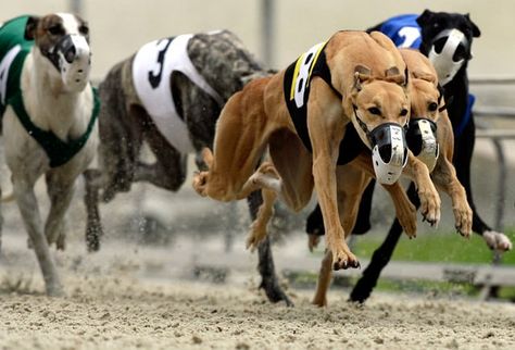 10601 Bonita Beach Road, Bonita Springs, FL (239) 992-2411 Dog racing adopt a greyhound program, live poker and dining room.Greyhound Track  #naples #florida #tourist #touristguide  Divine Naples Florida www.DivineNaples.com Racing Dogs, Greyhound Racing, Dog Racing, Greyhound Adoption, Greyhounds Racing, Greyhound Art, It's Saturday, Hello Weekend, Bonita Springs