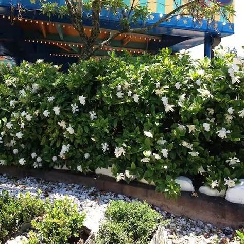 Botanical Name: Gardenia jasminoides ‘August Beauty’ For those who appreciate the presence of flowers in addition to privacy, this one fits the bill! Prune it regularly to promote more branches. Gardenia Garden Ideas, Evergreen Shrubs For Privacy, Gardenia Landscaping, August Beauty Gardenia, Gardenia Shrub, Gardenia Garden, Gardenia Jasminoides, Small House Garden, Shrubs For Privacy