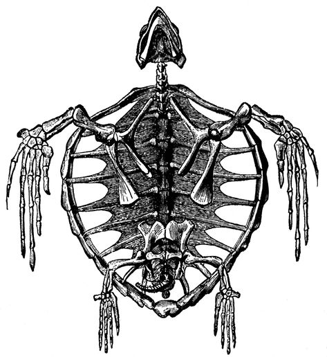 Skeleton of a Turtle Turtle Skeleton, Comparative Anatomy, Turtle Clipart, Medical Drawings, Skeleton Drawings, Animal Skeletons, Skeleton Tattoos, Skeleton Bones, Tattoos Women