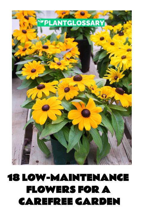 Not everyone has the time or expertise to tend to a demanding garden. Fortunately, there are flowers that thrive on minimal care. In this article, we will explore 18 low-maintenance flowers that are tough to kill. These hardy plants are perfect for anyone looking to enjoy a beautiful garden without the stress of constant upkeep. Learn how to create a stunning, low-maintenance garden with these resilient blooms. Tuberous Begonia, Shasta Daisies, Flower Guide, Bee Balm, Low Maintenance Garden, Hardy Perennials, Hardy Plants, Black Eyed Susan, Daylilies