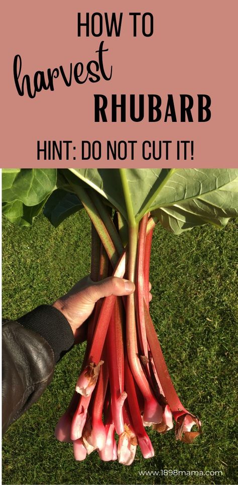 When To Pick Rhubarb, When To Harvest Rhubarb, How To Grow Rhubarb, Grow Rhubarb, Growing Rhubarb, Rhubarb Plants, Perennial Vegetables, Growing Veggies, Potager Garden