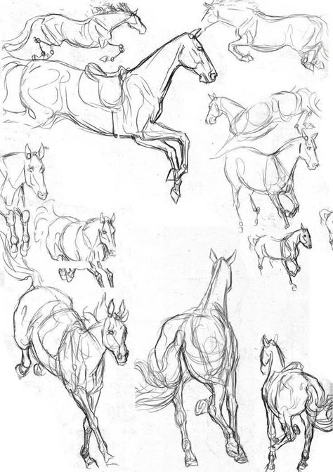 Horse Jumping Reference, Horse Jumping Drawing, Drawing Horses, Horse Art Drawing, Jumping Horse, Horse Sketch, Horse Anatomy, Running Horse, 강아지 그림