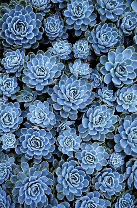 siempreviva Kaktus Dan Sukulen, Summer Must Haves, Blue Succulents, Blue Things, Have Inspiration, Cactus Y Suculentas, Feeling Blue, Cactus And Succulents, Blue House