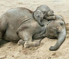 I cant handle how adorable it is..From :@elephilia - Sleeping with mom! For info about promoting your elephant art or crafts send me a direct message @elephant.gifts or emailelephantgifts@outlook.com . Follow @elephant.gifts for inspiring elephant images and videos every day! . . #elephant #elephants #elephantlove Regnul Animal, Elephant Pictures, Elephants Photos, Baby Elefant, Baby Elephants, Asian Elephant, Save The Elephants, Elephant Love, Elephant Lover