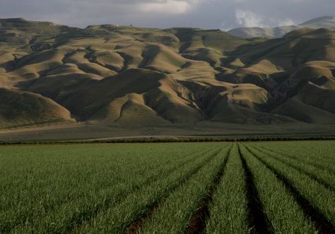 san joaquin valley - Google Search Tulare California, San Joaquin Valley, Kern County, California Landscape, Central California, Central Valley, California Love, Public Speaking, Language Arts