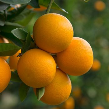 Valencia Orange Tree Indoor Fruit Trees, Citrus Plant, Valencia Orange, Fruit Picking, Citrus Sinensis, Fast Growing Trees, Citrus Trees, Tree Care, Orange Tree