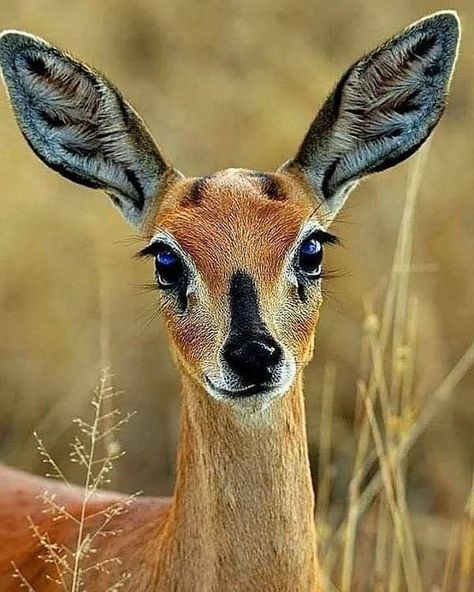 Regard Animal, Wild Animals Pictures, A Deer, Wildlife Animals, Animal Faces, Cute Animal Pictures, Woodland Creatures, Animals Of The World, Sweet Animals