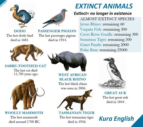 Extinct Animals Extinction Poster, Animals Meaning, Cross River Gorilla, Great Auk, Species Extinction, Animal Meanings, 10 Animals, Animals Information, Keystone Species