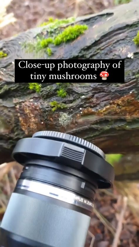 Mushroom Pictures Art, Pretty Mushrooms, Mushroom Photos, Mushroom Photography, Mushroom Core, Wild Mushroom Photography, Mushroom Pictures, Tiny Mushroom, Close Up Photography