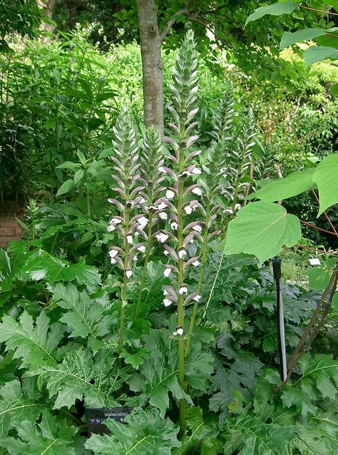 Acanthus Mollis, Oyster Plant, British Garden, Italian Garden, Flower Spike, Herbaceous Perennials, Gardening Advice, Woodland Garden, Replant