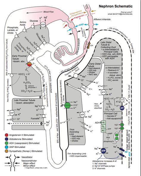 Learning Biology, Animal Physiology, Renal Physiology, Studying Medicine, Student Info, Medical School Life, Medicine Notes, Basic Anatomy And Physiology, Medical Student Study