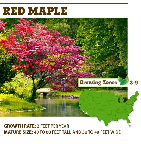 Best Shade Trees for North Carolina | Top 5 — PlantingTree.com Best Shade Trees, Landscaping House, River Birch Trees, Red Oak Tree, Sloped Backyard Landscaping, Coastal North Carolina, Red Maple Tree, Privacy Trees, Urban Cottage