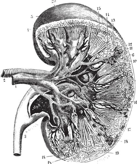 Kidney section, vintage engraving. A Level Art Themes, Vintage Medical Art, Medical Drawings, Engraved Illustration, Facial Bones, Linear Art, Screen Printing Art, Free Art Print, Line Artwork