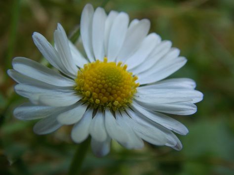 close up of a daisy. shot with my Nikon Coolpix L810. Close Up Shot Photography, Random Photography, Nikon Coolpix, Nikon, Close Up, Daisy, Media, Plants, Photography