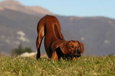 Rhodesian Ridgebacks: the most honest dog breed... 😀 Rodhesian Ridgeback, Thai Ridgeback, Ridgeback Dog, Rhodesian Ridgeback Dog, Vizsla Dogs, Lion Dog, African Lion, Rhodesian Ridgeback, Large Dog Breeds