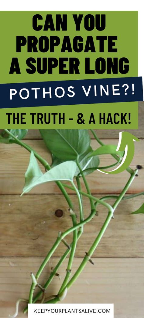 How To Propagate Pothos, Long Pothos, Pothos Plant Propagation, Propagating Pothos, Golden Pathos, Golden Pothos Care, Propagate Pothos, Pathos Plant, Pothos In Water