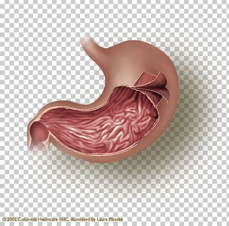 Smooth Muscle, Smooth Muscle Tissue, Stomach Muscles, Muscle Anatomy, Muscle Tissue