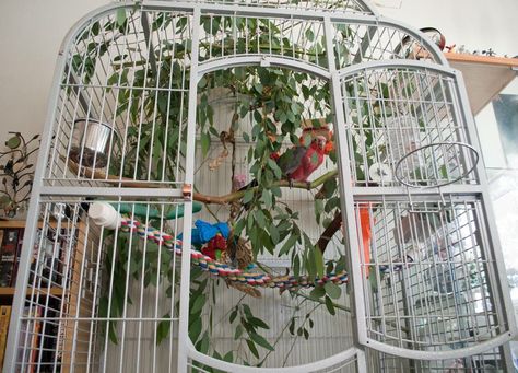 Sugar Glider cage with eucalyptus branches . . . Budgie Cage, Sugar Glider Cage, Parrot Pet, Parrot Cage, Eucalyptus Branches, Plain Jane, Homemade Toys, Parrot Toys, Parakeets