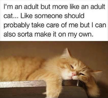 I'm an adult but more like an adult cat...Like someone should probably take care of me, but I can also sorta make it on my own. Clean Memes, Memes Humor, Funny Cat Memes, Funny Cat Pictures, Funny Animal Pictures, Crazy Cat Lady, Parenting Tips, Animal Memes, Bones Funny