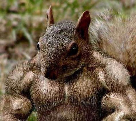 Hilarious! Bodybuilding squirrel. Muscle Builder, Squirrel Funny, Upper Body Strength, Gym Memes, Gym Humor, Daryl Dixon, Workout Humor, Chipmunks, Rat Rod