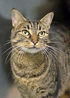 Domestic Shorthair Cat, Striped Cats, Caring For A Newborn, X Icon, Brown Tabby, Tabby Cats, Shorthair Cat, Striped Cat, Cat Pose