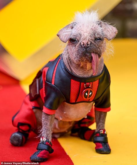 Britain's 'ugliest' dog Peggy got her red carpet moment as Ryan Reynolds held her in his arms for the Deadpool & Wolverine film sneak peek in London on Thursday Dog Pool Deadpool, Deadpool Dog, Hugh Jackman Funny, Hugo Vega, Marvel Jesus, Wolverine Film, Ugliest Dog, Ryan Reynolds Deadpool, Wolverine Deadpool