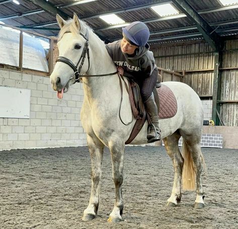 Light grey Connemara mare