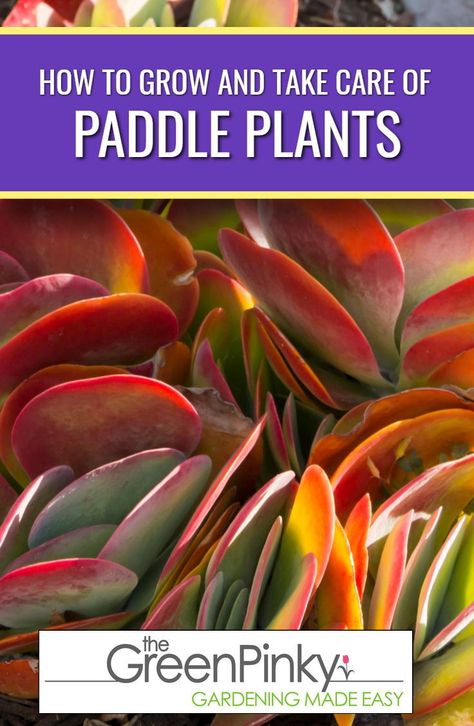 Learn How to Raise Beautiful Paddle Plants. It's Not Hard With The Proper Instructions #TheGreenPinky #PaddlePlant #CareGuide Paddle Plant, Plants Tips, Plant Care Guide, Plants Care, Tall Flowers, Succulent Care, Exterior Ideas, Plant Cuttings, Propagating Plants