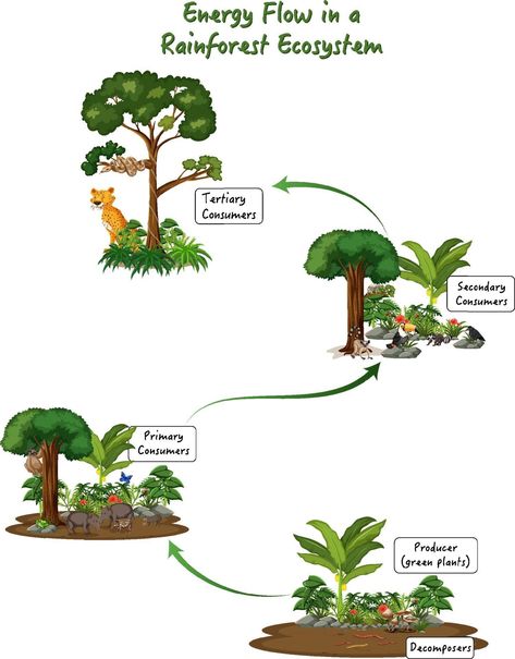 Energy flow in a rainforest ecosystem diagram Ecosystem Diagram, Energy Flow In Ecosystems, Rainforest Ecosystem, Energy Flow, Ecosystem, The Energy, Vector Art, This Is Us, For Free