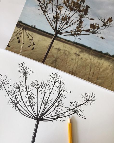 Hogweed seed head drawing: Hannah Nunn #seedhead #drawing #penandink #hogweed #see #hannahnunn Collagraph Printmaking, Leaves Doodle, Saint Philip, Head Drawing, Flower Sketches, A Level Art, Plant Pictures, Botanical Drawings, Landscape Pictures