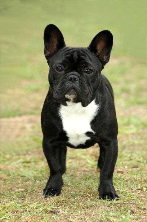 Anjing Bulldog, French Bulldog Breed, Dog Print Tattoo, Black French Bulldogs, French Bulldog Facts, French Bulldog Art, French Bulldog Funny, Bulldog Breeds, Francia Bulldog