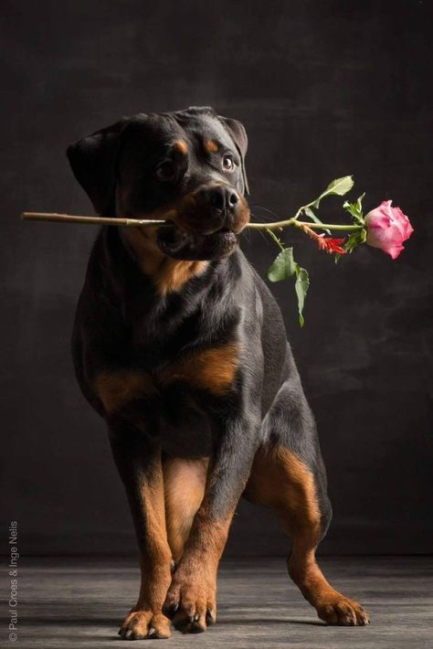 A Rottweiler’s heart is as big as their size, overflowing with love for their family. Rottweiler Wallpaper, Rottweiler Dog Puppy, Baby Rottweiler, Rottweiler Pictures, Cool Dogs, German Rottweiler, Fantastic World, Rottweiler Love, Dog Spaces