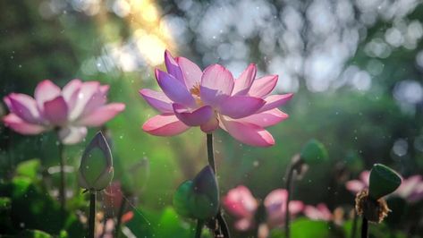 Lotus Flower Live Wallpaper - WallpaperWaifu Flora Background, Flower Bokeh, Bokeh Wallpaper, Best Flower Wallpaper, Lotus Flower Wallpaper, Flower Fence, Lotus Wallpaper, Hd Flower Wallpaper, Lotus Flower Pictures