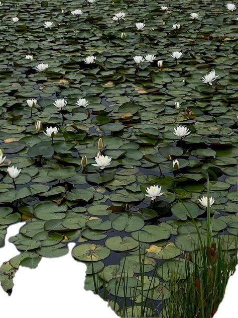 Sage Green Summer Aesthetic, Sage Green Jewelry Aesthetic, Dark Sage Green Aesthetic, Green Photography Aesthetic, Summer Green Aesthetic, Dark Spring Aesthetic, Green And Blue Aesthetic, Summer Aesthetic Green, Green Summer Aesthetic