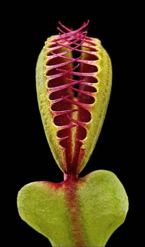 Venus Flytrap, Weird Plants, Venus Fly Trap, Pitcher Plant, Fly Traps, Unusual Plants, Carnivorous Plants, Unique Plants, Exotic Plants