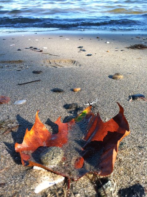 Autumn by the Sea Fall Beach Pictures, Coastal Autumn, Autumn Beach, Coastal Fall, Fall Beach, Liguria Italy, I Love The Beach, Beach Living, Beach Scenes