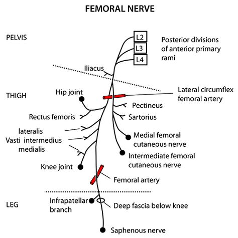 Lower Limb Anatomy Notes, Nerves Of Lower Limb, Lower Limb Anatomy, Anatomy Of The Body, Lower Limb Muscles, Anatomy Learning, Femoral Nerve, Pt School, Nerve Anatomy