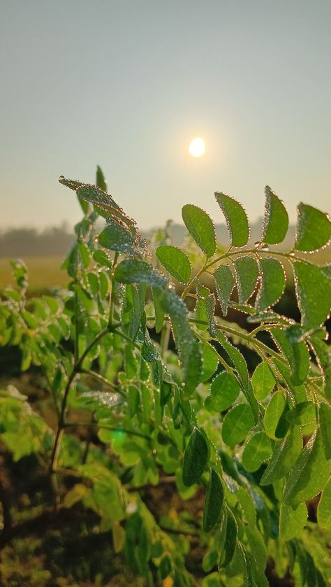 Fog, morning, winter, photography, nature, nature photography ideas Winter Morning Photography, Nature Photography Ideas, Winter Photography Nature, Morning Winter, Morning Photography, Morning Fog, M Letter, Winter Morning, Winter Mornings