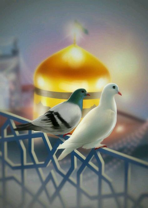 Imam Raza, Golden Dome, Birds, On Instagram, Instagram